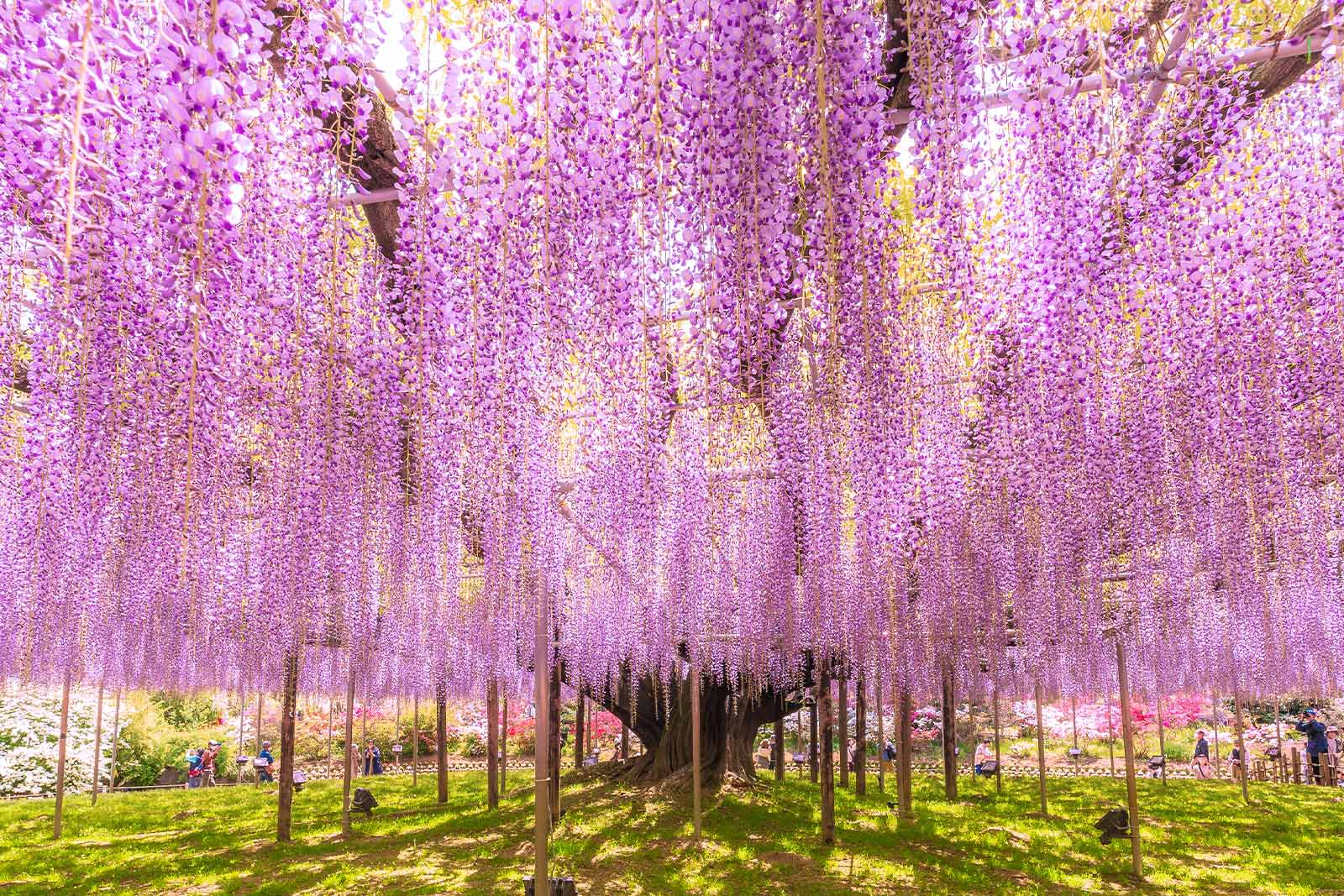 紫藤花/芝櫻