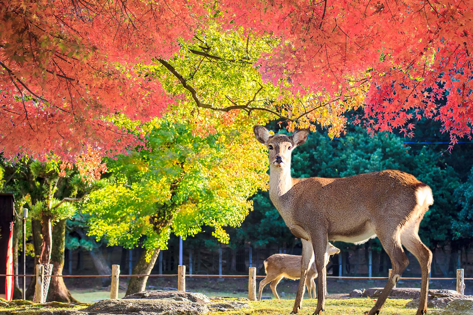 奈良梅花鹿公園